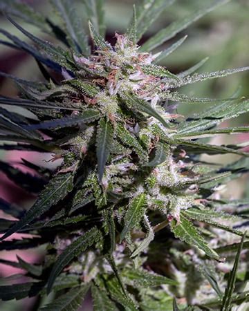 High CBD Cannabis Seeds Growers Choice Seeds