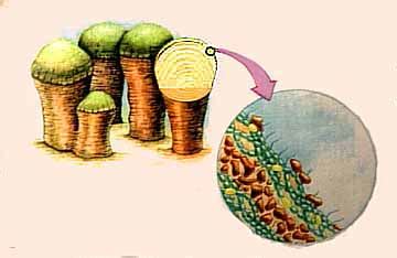 Formation - Stromatolites