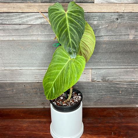 Philodendron Splendid 5 Pot Plant Hawaii