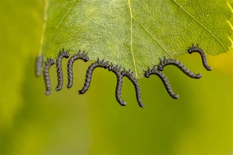 How To Stop Insects Eating Plant Leaves Naturally Diy Home Remedies For Controlling Leaf Eating