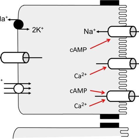 Schematic Drawing Of The Main Ion Conductances And Transporters In Rat