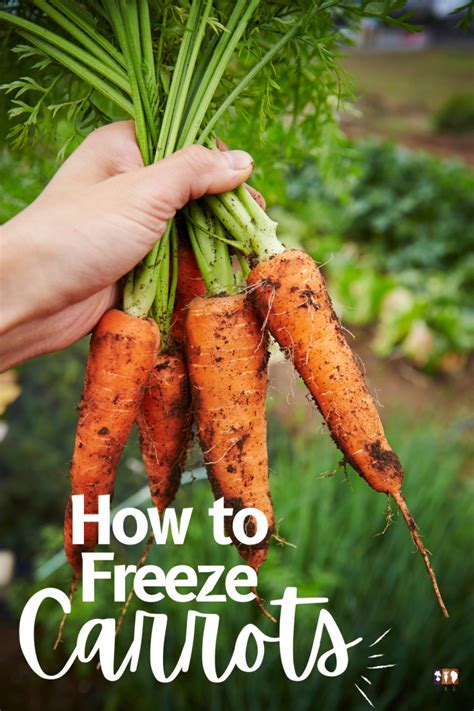 How To Freeze Carrots The Kitchen Garten