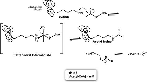 Lysine Acetylation Mechanism