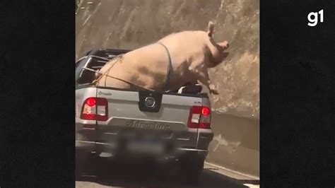 Vídeo Porco e cabrito são transportados sem proteção em caminhonete na