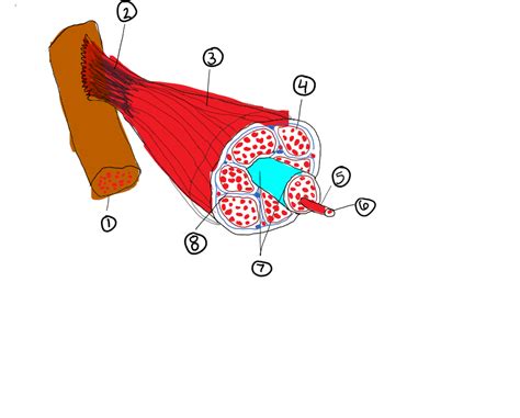 Hbs Movement Unit Pt 1 Diagram Quizlet