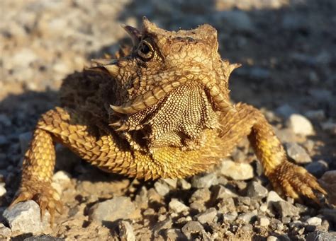 What Do Horned Lizards Eat