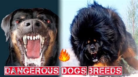 Most Dangerous Dog Breed In The Worlddangerous Dog Breeds Youtube