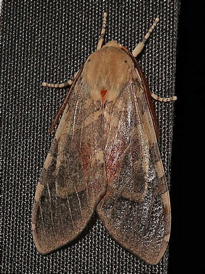 Edwards Glassy Wing Pseudohemihyalea Edwardsii Bugguidenet