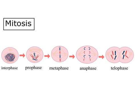 Hich Phase Of Mitosis Is Shown In The Diagram Centromere Pro