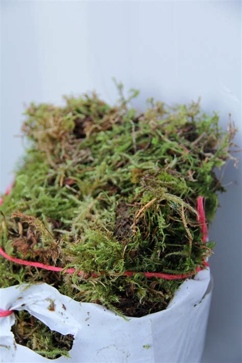 Fresh Sphagnum Moss 5kg Bag Natural Sphagnum Moss Carbeth Plants