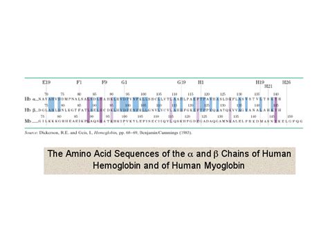 The Amino Acid Sequences Of The A And B Chains Of Human Hemoglobin And Of Human Myoglobin