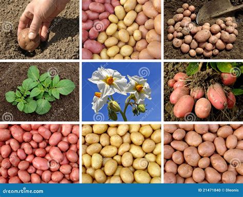 Potatoes Collection Stock Photo Image Of Nature Crop 21471840