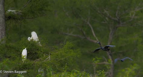 AVERY ISLAND BIRD SANCTUARY on Behance