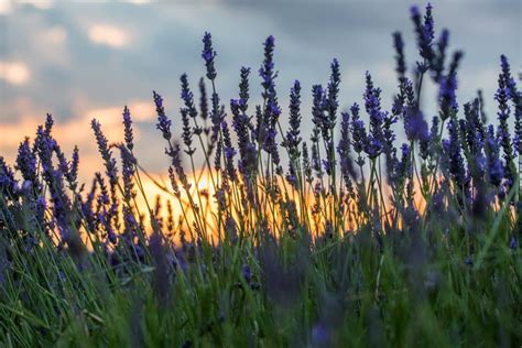 Beautiful Sunset Over Lavender Field at Summer Evening Stock Image ...