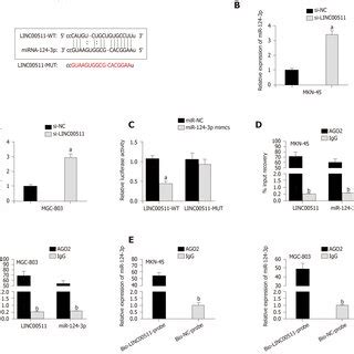 Linc Promotes Gastric Cancer Cell Growth By Regulating Pdk