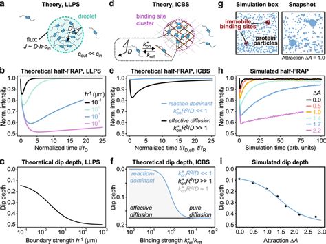 Theoretical And Simulated Half FRAP Curves Relate The Dip Depth To The