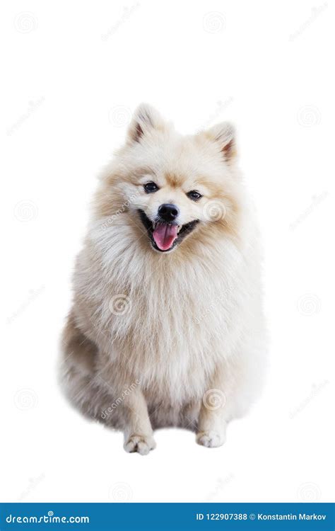 Perro Sonriente El Pomeranian Aislado En Blanco Foto De Archivo