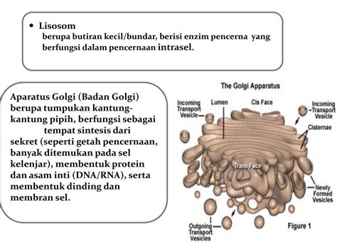 Struktur Dan Fungsi Sel Ppt Download