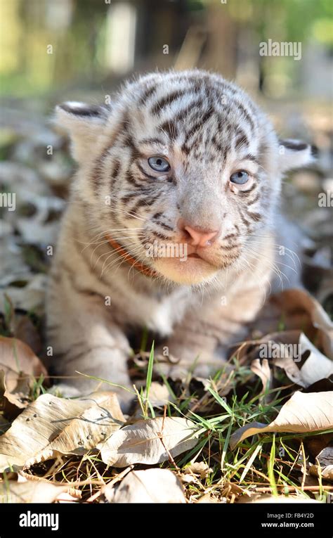 baby white tiger in zoo Stock Photo - Alamy