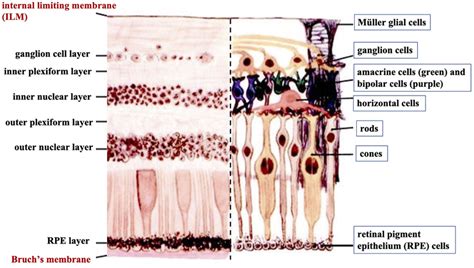 A Cross Sectional Histological Image Of The Retina With Its Different Download Scientific