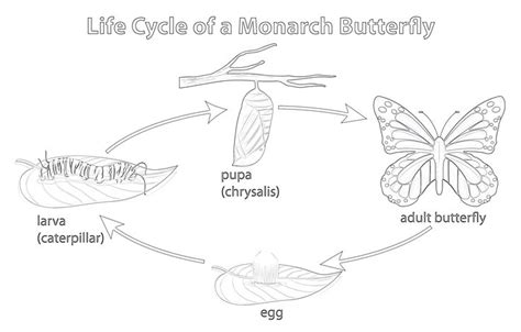 Life Cycle Monarch Butterfly Coloring Page Butterfly Pupa Monarch