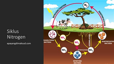 Gambar Siklus Nitrogen 54 Koleksi Gambar