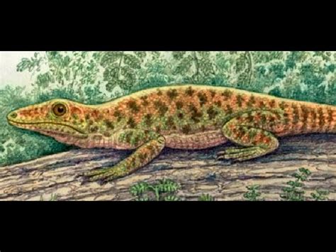 Archaeothyris: Early Synapsid - YouTube