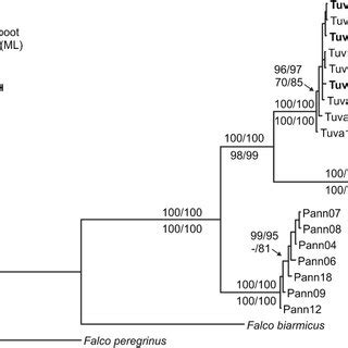 Phylogenetic Tree Based On Phylogenetic Analysis Of Concatenated Data