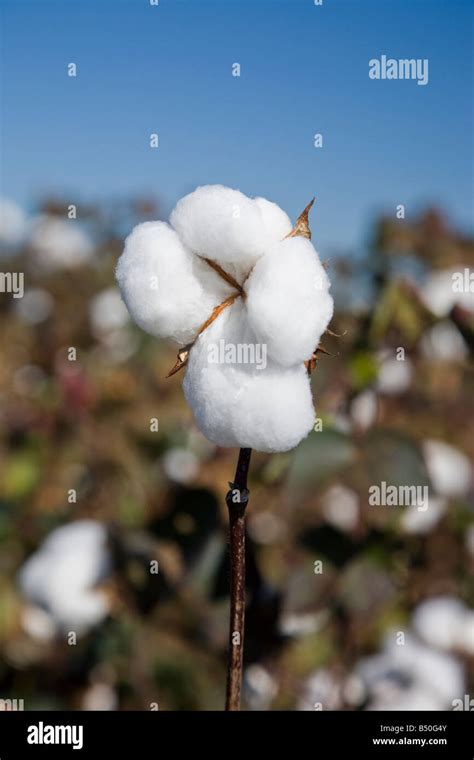 Raw cotton hi-res stock photography and images - Alamy