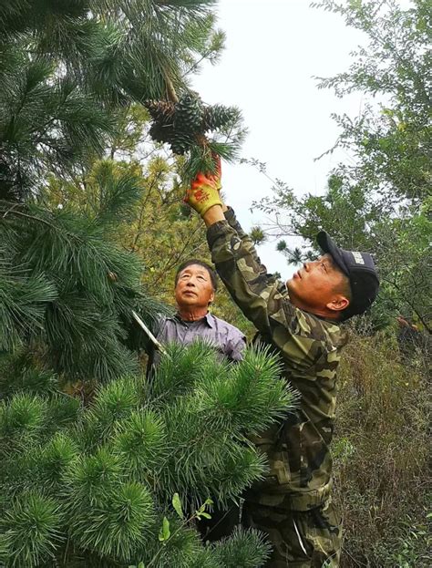 林草兴 生态兴 走进黑龙江丨龙江：锁住风沙口 松塔满枝头 Isenlincn