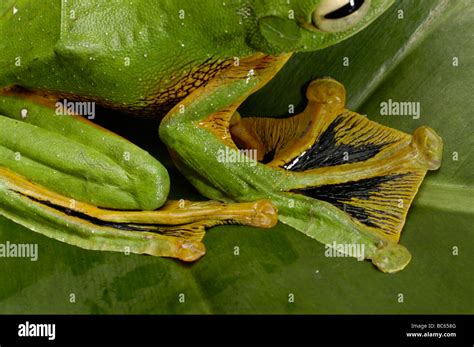 A Green Wallaces Flying Frog Rhacophorus Nigropalmatus With Yellow