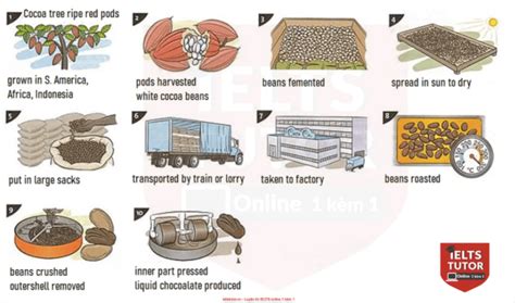 Phân tích The diagram shows how chocolate is produced