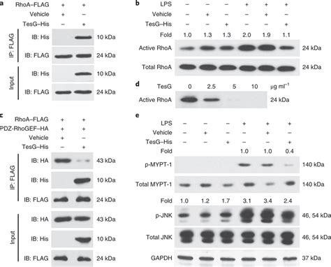 Tesg Suppresses Rhoa Activation A Western Blotting Analysis Of