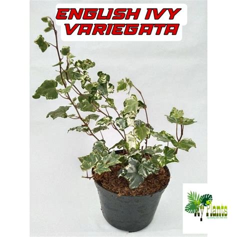 Jual Tanaman Hias Bunga Gantung English Ivy Variegata Tanaman Gantung