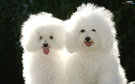 White Poodles Puppies Dogs Wallpapers 1680x1050