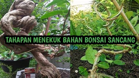 Cara Menekuk Batang Bonsai Sancang Agar Tidak Patah Tahap Pertama