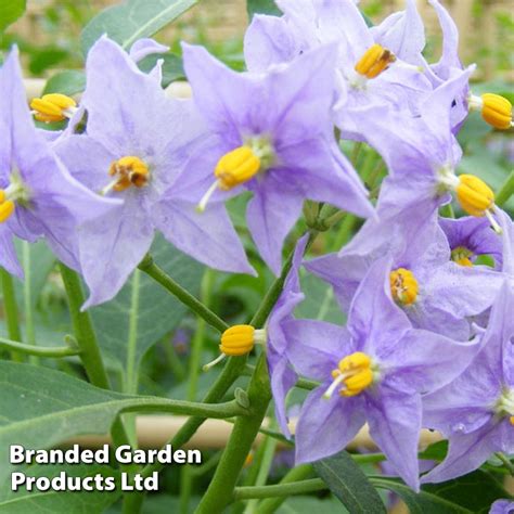 Solanum Crispum Glasnevin Dobies