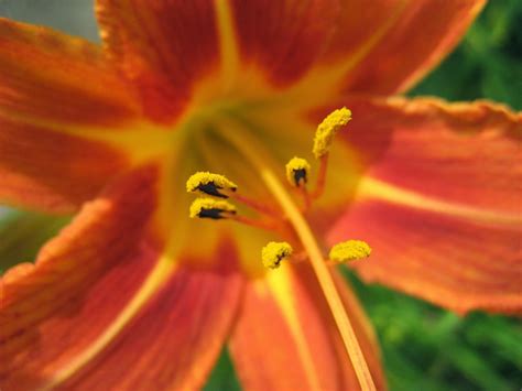 Discovering His Creation Orange Daylily Hemerocallis Fulva