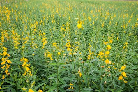 Yellow Flower Fields Stock Photo Image Of Health Agricultural 30468870