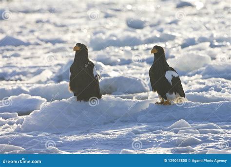 Steller Zeearend Stellers Sea Eagle Haliaeetus Pelagicus Stock Photo