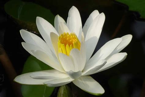 White Lily Meaning And Symbolism Purity Luck