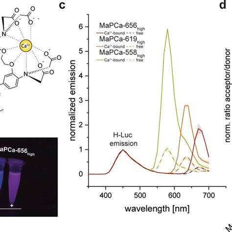 Characterization Of MaPCa High Based Bioluminescent Indicators A