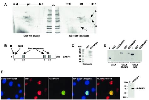 Basp1 Associates With The Wt1 Transcriptional Suppression Domain And