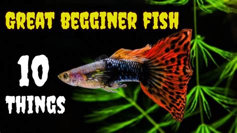 10 Things You Should Know About Guppies Great Beginner Fish Top