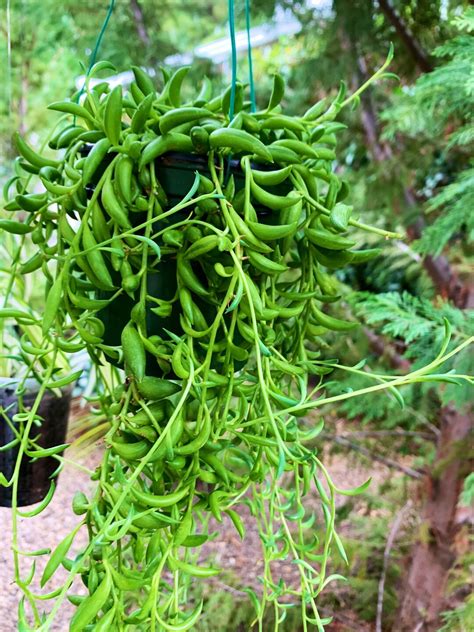 Live Curio Radicans Long Pot Or Short Pot Strings Of Bananas Etsy