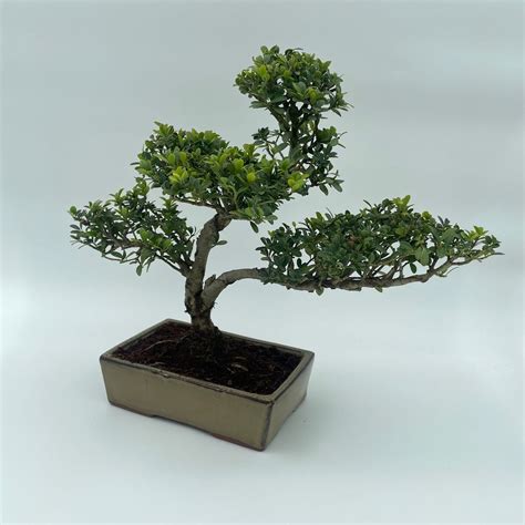 Bonsaiwonder ILEX Bonsai Boompje Voor Binnen En Buiten Hoogte