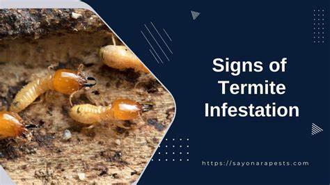 Signs of Termite Infestation | Sayonara Pests