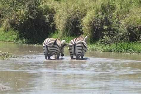 Planning Your Own Masai Mara Safari Costs And Considerations Tor S Camp