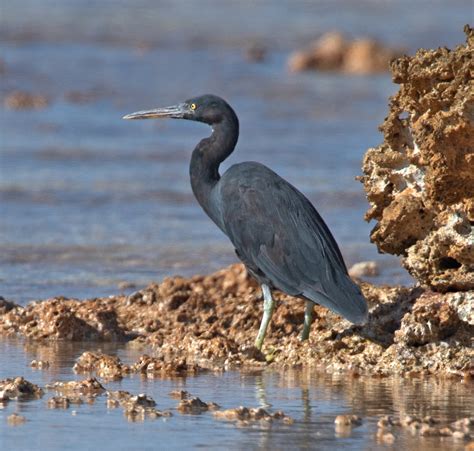 Pacific Reef Heron Owen Deutsch Photography