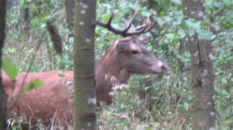 Rykowisko Cz Deer Rutting Season Youtube